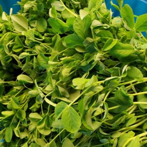 Pea Shoots