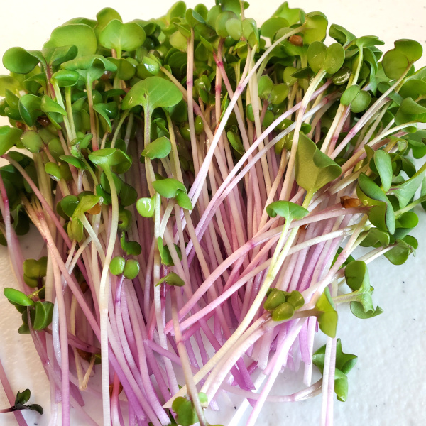 Radish Shoots - China Rose