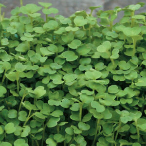 Arugula