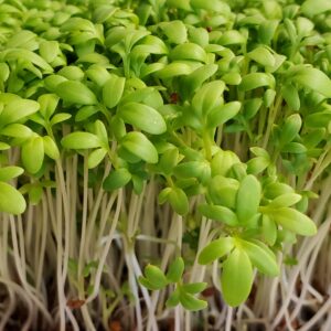 Cress