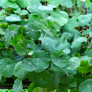 Nasturtium