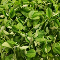Pea - $5.00  Slender stem with dark green leaves and short tendrils. Can be sautéed, stir-fried, steamed, or used raw as an addition to or the base of any salad. Flavor is much like that of sugar snap peas.