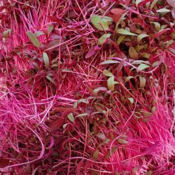 amaranth microgreen